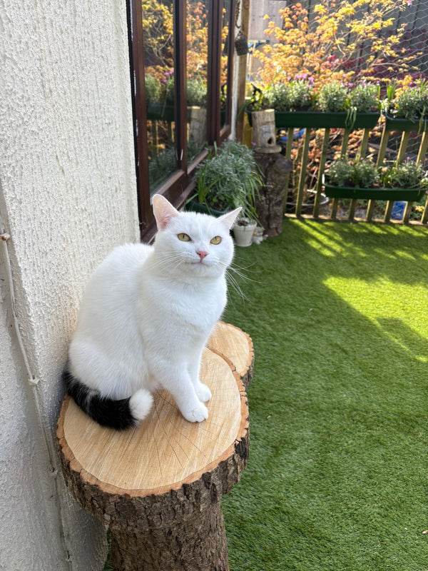 Snowball