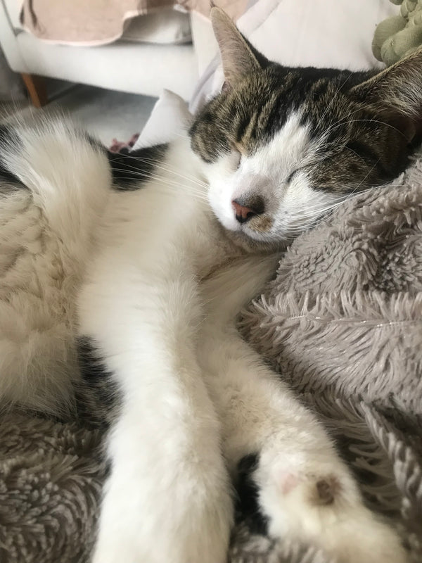 Tabby