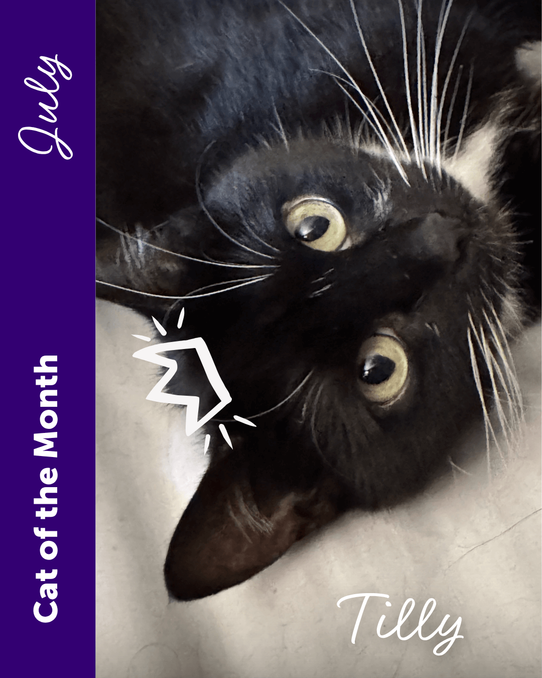 Cat of the month July - Tilly