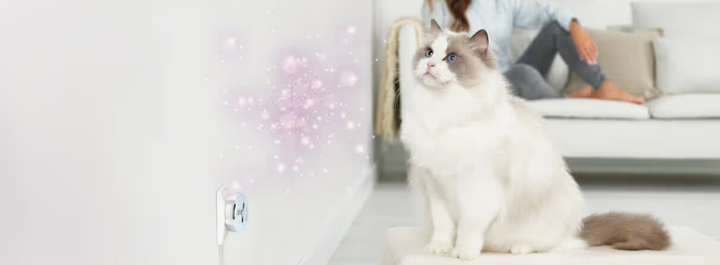 Feliway cat in sales heat