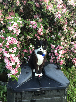 Cat of the month july - felix