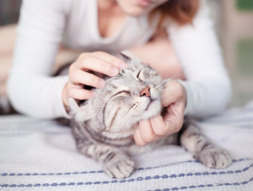 Do cat shop pheromones work