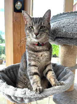 Cat of the month July - Loki