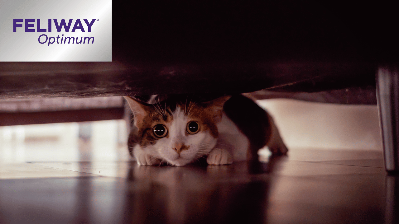 Feliway for cats sales asda