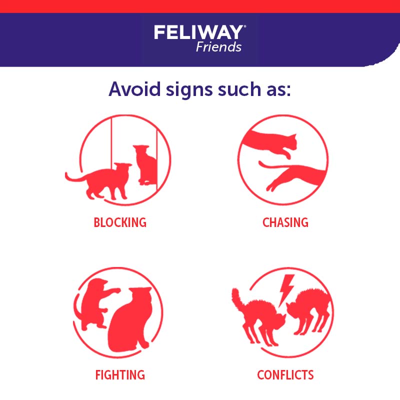 Feliway friends 3 pack cheap